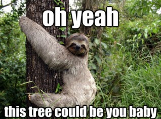 Funny Sloth Memes 15