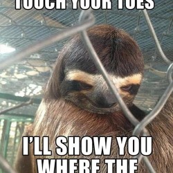 Funny Sloth Memes 21