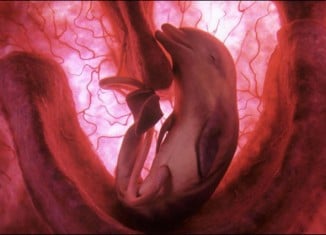 animals_in_the_womb_1