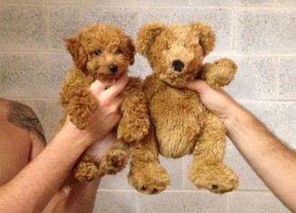 Image This-puppy-and-this-teddy-bear.jpg