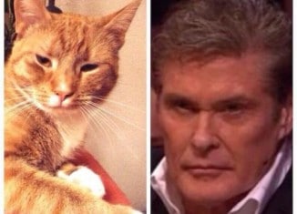 Image The-Hoff-and-this-kitty.jpg