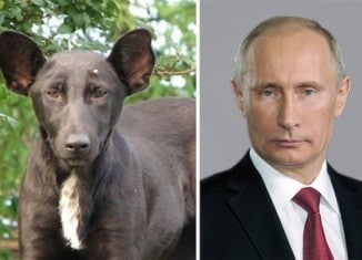 Image This-dog-and-Vladimir-Putin.jpg