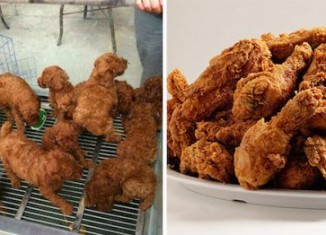 Image These-puppies-and-fried-chicken.jpg